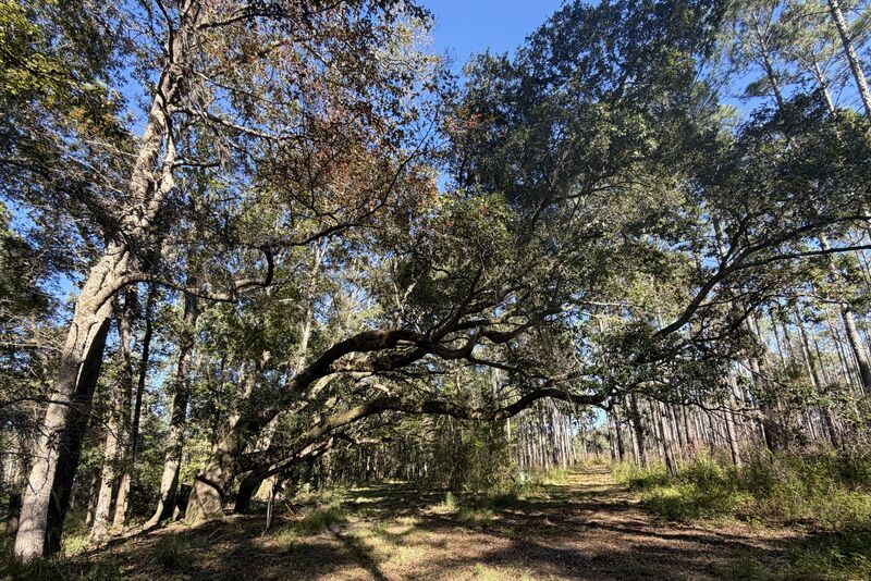 Large live oak with sweeping limbs arching over a sandy trail on a conservation tract in Jasper County, South Carolina